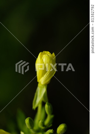 Evening primrose buds Evening primrose buds 81382792