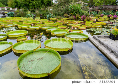 Kusatsu City, Shiga Prefecture Aquatic Botanical Park Mizunomori Water Garden Hanakage no Ike Kusatsu City, Shiga Prefecture Aquatic Botanical Park Mizunomori Water Garden Hanakage no Ike 81382804