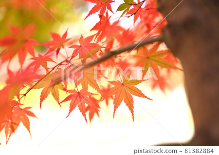 Maple trees changing color in late autumn Maple trees changing color in late autumn 81382884
