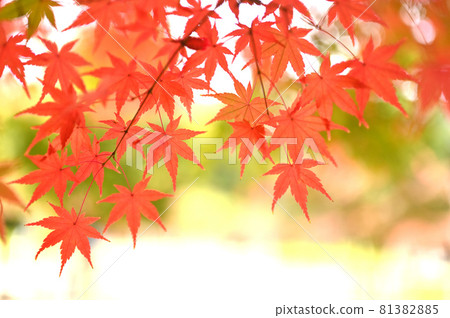 Maple trees changing color in late autumn Maple trees changing color in late autumn 81382885