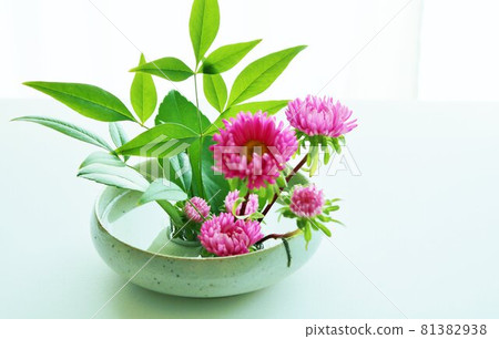 Aster flowers that decorate the interior A healing space 81382938