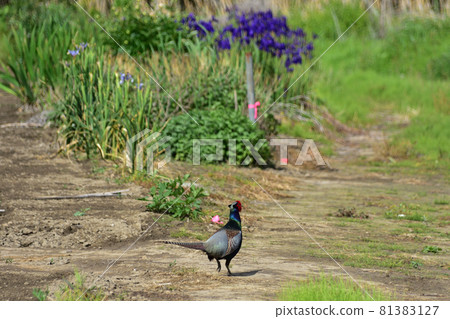 在農田發現的野雞 81383127