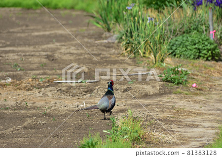 在農田發現的野雞 81383128