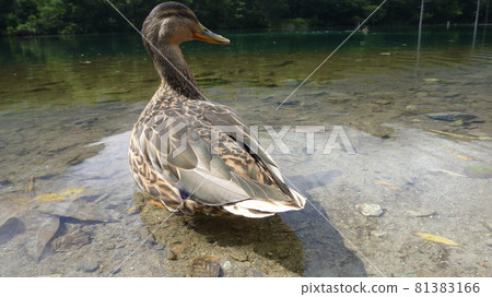 Duck of Taisho pond Duck of Taisho pond 81383166