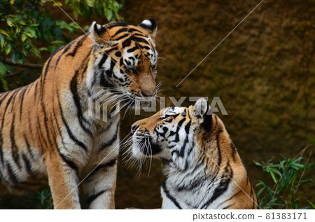 Tokyo, Japan Two Amur tigers approaching each other and getting close to each other Tokyo, Japan Two Amur tigers approaching each other and getting close to each other 81383171