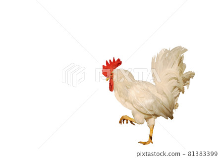 Pensive white rooster with a red comb steps 81383399