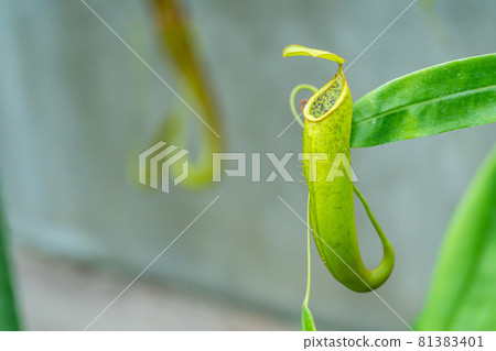 豬籠草，一種著名的食肉植物 81383401