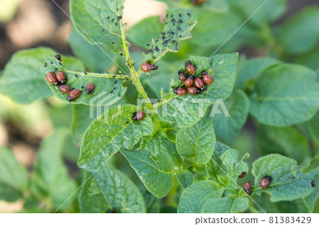 many bugs on potato leaves 81383429
