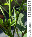 蚱蜢孩子，帶來幸福的側視圖 81383493