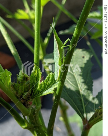 Grasshopper child, side view that brings happiness Grasshopper child, side view that brings happiness 81383493
