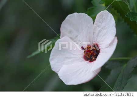 邦聯玫瑰白花[綠底] 81383635