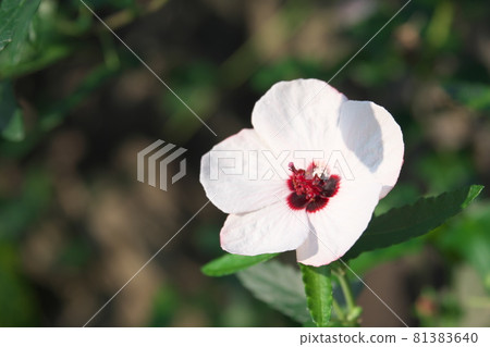 White flower of Confederate rose [green background] 81383640