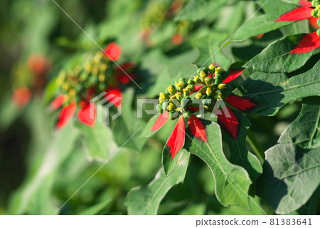 Fire-on-the-mountain flower [green background] 81383641