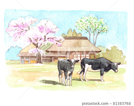 Watercolor: Cow D Watercolor: Cow D 81383768