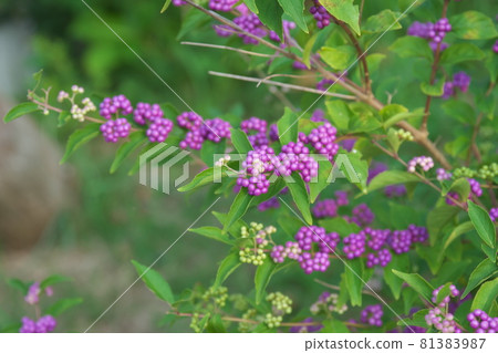 Comrila Sikigu的紫色果子 Comrila Sikigu的紫色果子 81383987