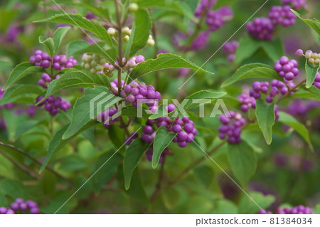 Purple fruit of Comrila Sikigu Purple fruit of Comrila Sikigu 81384034