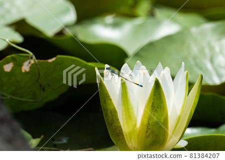 Water lily Water lily 81384207