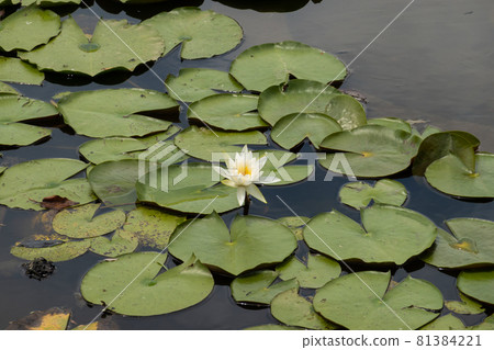 Water lily Water lily 81384221