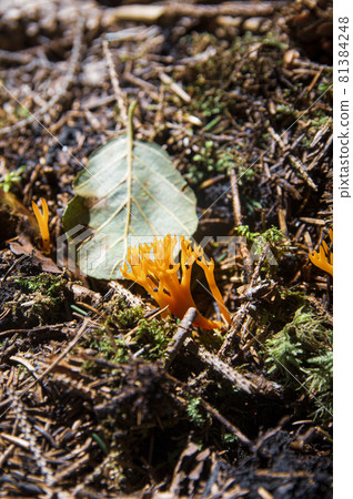 Interesting beautiful yellow inedible coral mushrooms Calocera viscosa growing on wood in fresh moss near twigs and fallen leaves in a dark autumn Latvian forest 81384248