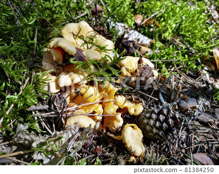 Yellow chanterelle mushrooms breaking through moss and spruce needles, illuminating by sunlight Yellow chanterelle mushrooms breaking through moss and spruce needles, illuminating by sunlight 81384250