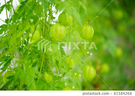 Fusensia quasila綠色花 Fusensia quasila綠色花 81384268