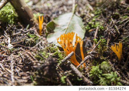 Interesting beautiful yellow inedible coral mushrooms Calocera viscosa growing on wood in fresh moss near twigs and fallen leaves in a dark autumn Latvian forest 81384274