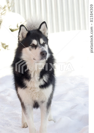 Black and white Alaskan Malamute dog running through the snow-covered yard in cold winter. High quality photo 81384309