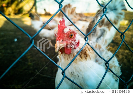 Live white chicken close-up. Close-up of a red hen's head behind a mesh fence. 81384436