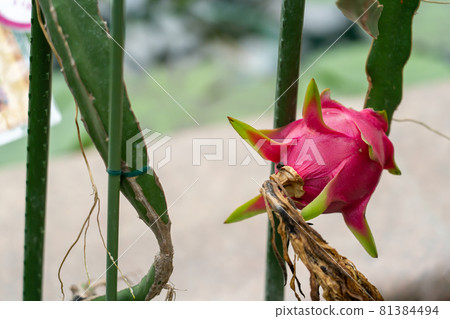 Kusatsu City, Shiga Prefecture Aquatic Botanical Park Mizunomori Greenhouse Lotus Pavilion bears fruit dragon fruit Kusatsu City, Shiga Prefecture Aquatic Botanical Park Mizunomori Greenhouse Lotus Pavilion bears fruit dragon fruit 81384494