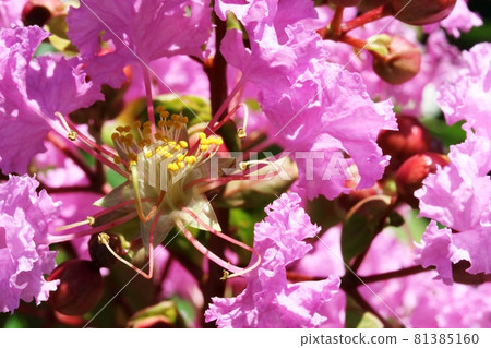紫薇雄蕊的兩種類型 81385160