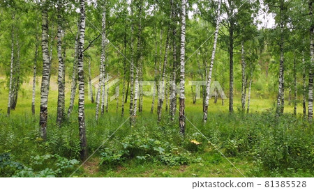 Green birch grove in Russia. Green birch grove in Russia. 81385528