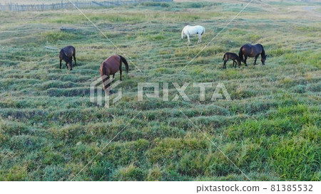 Wild horses graze in the field in the morning. Wild horses graze in the field in the morning. 81385532