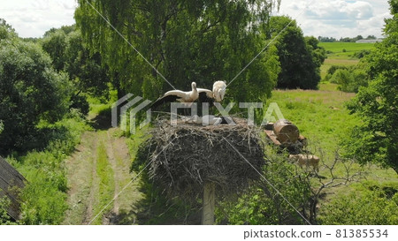 The stork's mother flies to the nest and feeds them. Drone view. The stork's mother flies to the nest and feeds them. Drone view. 81385534