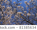 Sakura on a blue sky background 81385634