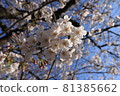 Up of cherry blossoms that shine in the clear blue sky background 81385662