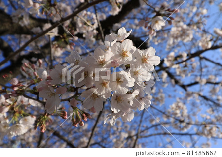 Up of cherry blossoms that shine in the clear blue sky background Up of cherry blossoms that shine in the clear blue sky background 81385662
