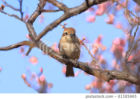 Female shrike perching on a plum tree 81385665
