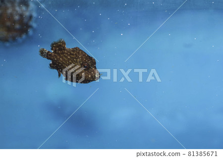 Clown triggerfish juvenile triggerfish Mongara Kawahagi Mongara 81385671