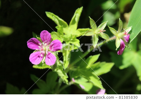 Safflower geranium thunbergii, which is rare in the Kanto region (evidence of red flower) Safflower geranium thunbergii, which is rare in the Kanto region (evidence of red flower) 81385830