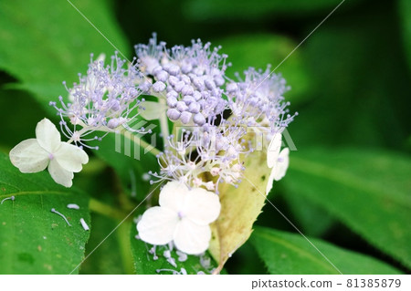 The true flowers of Ailanthus edulis (San Hydrangea) are beautiful! The true flowers of Ailanthus edulis (San Hydrangea) are beautiful! 81385879