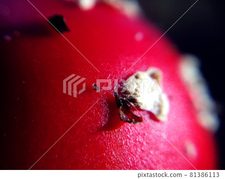 Macro photo of a bright fly agaric 81386113