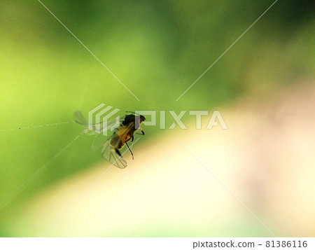 Little black bug stuck in a spiderweb. Macro photography Little black bug stuck in a spiderweb. Macro photography 81386116