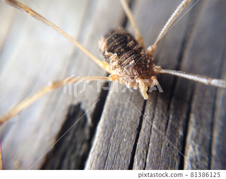 Daddy long legs spider sitting on the wooden floor 81386125