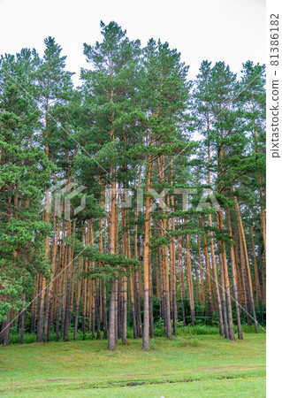 Tall ship pines in the southern Urals. 81386182