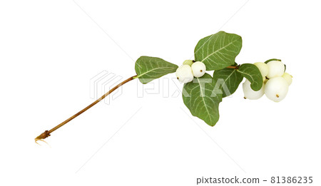 Snowberries (Symphoricarpos albus) with green leaves isolated Snowberries (Symphoricarpos albus) with green leaves isolated 81386235
