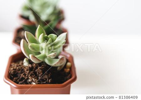 Group of succulent plants in small brown plastic pots indoors Group of succulent plants in small brown plastic pots indoors 81386409