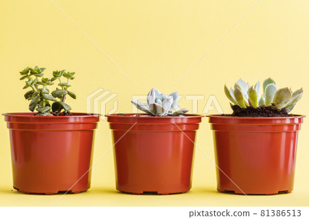 succulent plant on a yellow background. succulent plant on a yellow background. 81386513