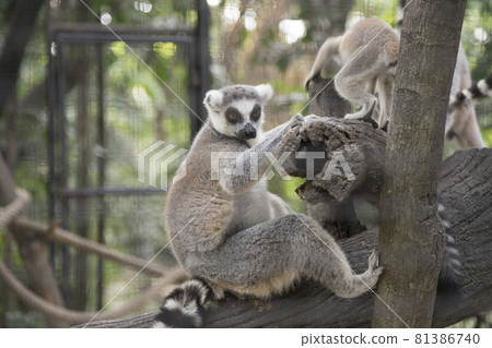 Ring-tailed Lemur (Lemur catta) in the zoo Ring-tailed Lemur (Lemur catta) in the zoo 81386740