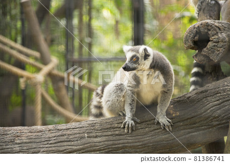 Ring-tailed Lemur (Lemur catta) in the zoo Ring-tailed Lemur (Lemur catta) in the zoo 81386741