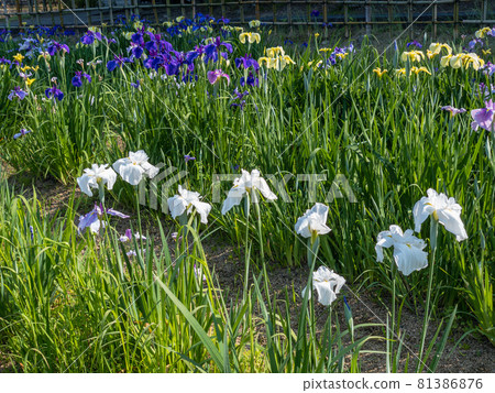 Iris in Kamezuru Park (Sanuki City, Kagawa Prefecture) Iris in Kamezuru Park (Sanuki City, Kagawa Prefecture) 81386876
